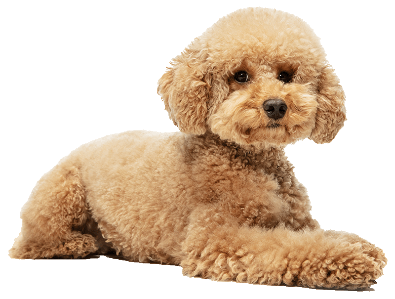 cute-puppy-maltipoo to be groomed